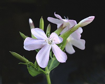 Saponaria officinalis