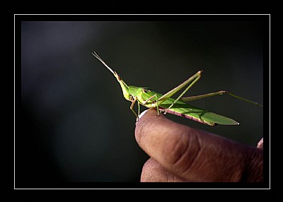 Grasshopper III