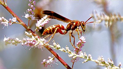 Wasp on Blossoms