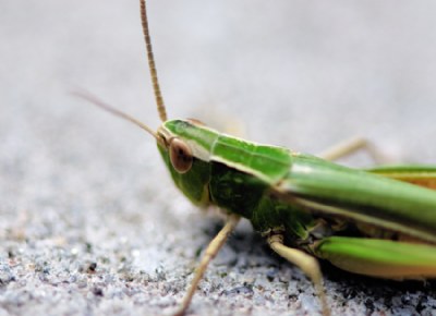 Li'll grasshopper.