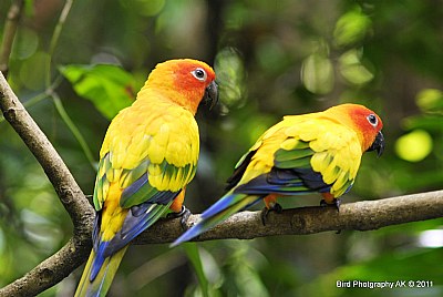 Sun concure parrots