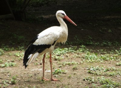 Stork walk
