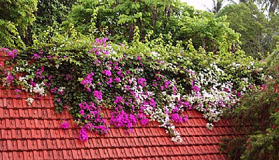 Roof & Flowers