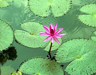 Lotus Flower