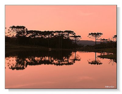 Valley of Araucárias  #2
