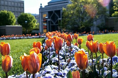 Tulips