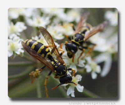 late summer insects