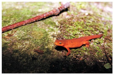 Red Spotted Newt II