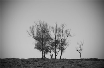 trees alone