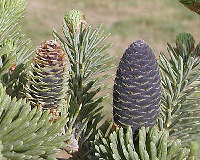 Fir Cones