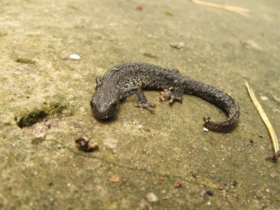 Eye to eye with newt