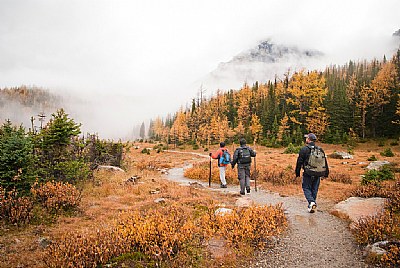 Larch Valley