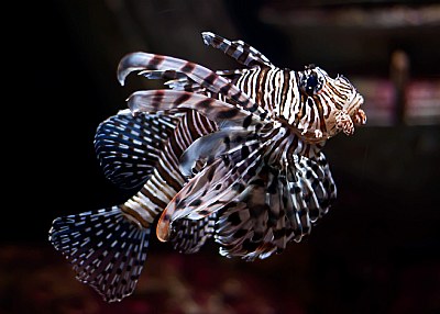 Lionfish Genus Pterois