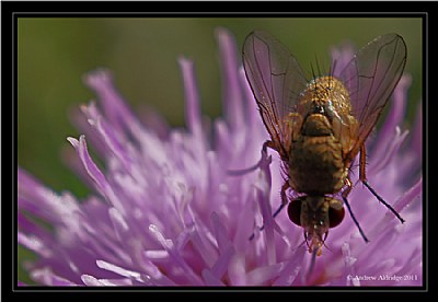 Macro Fly