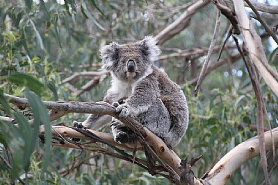 Koala in the Wild