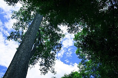 Angkor 27