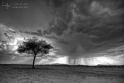 Desert Rain ..