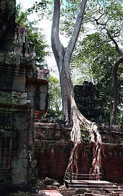Angkor 30