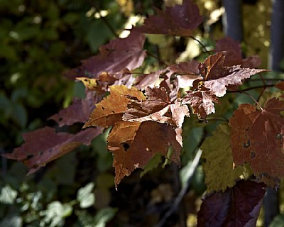 The Autumn Of Life