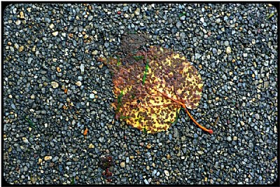 the trampled leaf