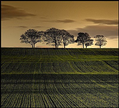 line of trees looking towards Hampeth