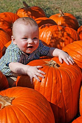 Pumpkin Patch 2