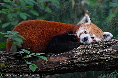 Red Panda