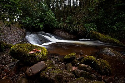 Glengaragh Woods