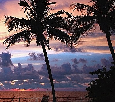 Two Palm Trees
