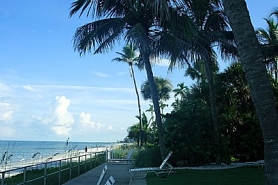 Beach & Trees