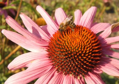 Honeymaking