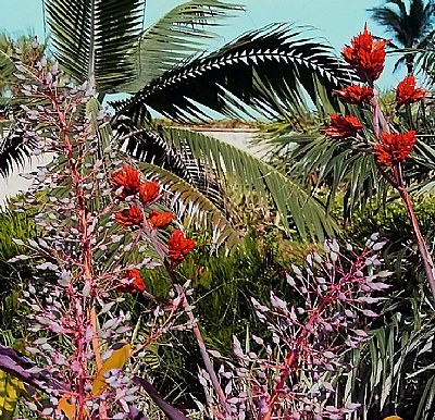 Flowers & Palms