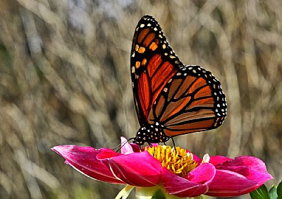 migrating monarch 3