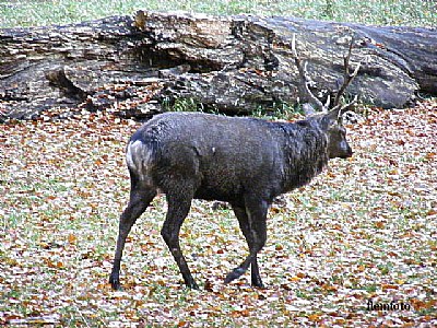 Wildlife in autumn