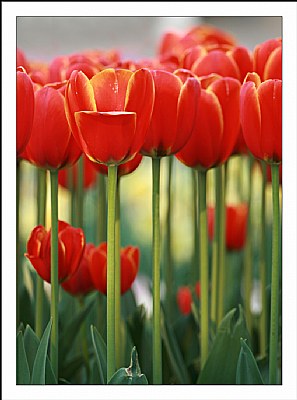 Red red .. tulips