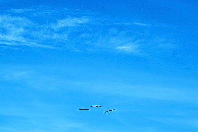 Birds & Blue Sky