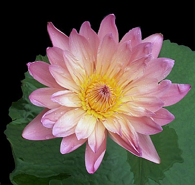 A Water Lily