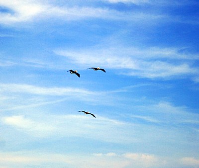 Three Birds & Sky