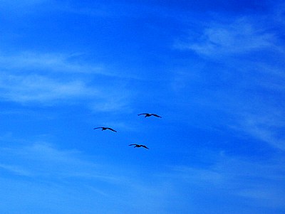 Blue Sky & Birds