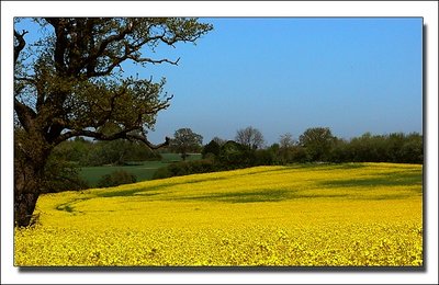 Field of Gold