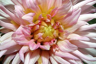 Dahlia