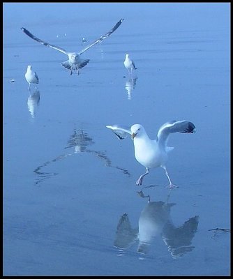 Winter Reflections