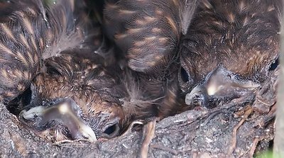 Very young birds