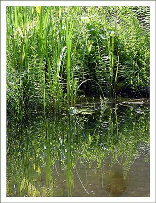 pond view