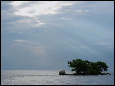 Sun Peeks on Ocean Tree