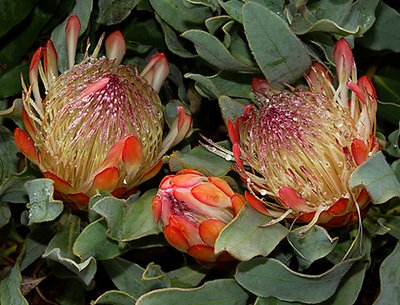 Protea nerifolia