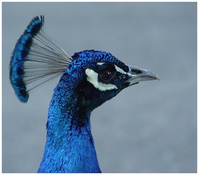 Peacock