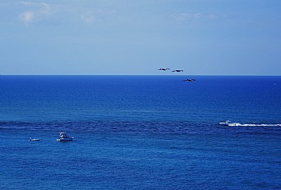 Boats & Birds