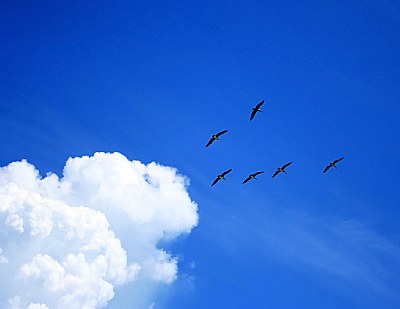 Clouds &  Birds