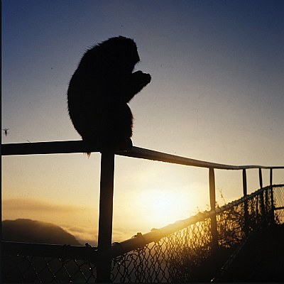 Monkey looking sunrise